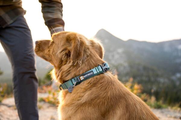 Ruffwear Web Reaction Collar River Rock Green Gr. 51-58 cm Ruffwear Web Reaction Collar River Rock Green Gr. 51-58 cm